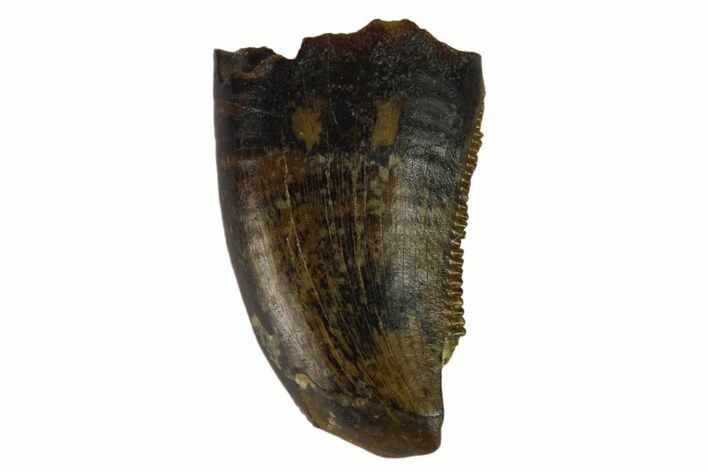Serrated, Theropod (Raptor) Tooth - Judith River Formation #133587